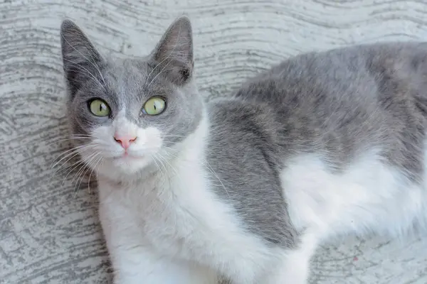 Portrait Cat Gray Spots — Stock Photo, Image