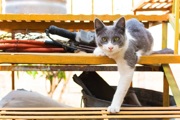 Retrato Gato Con Manchas Grises —  Fotos de Stock