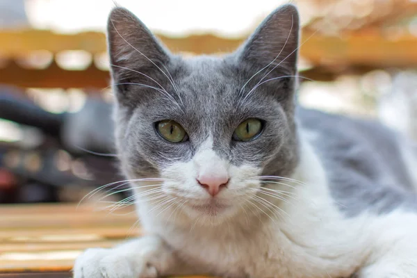 Retrato Gato Con Manchas Grises —  Fotos de Stock