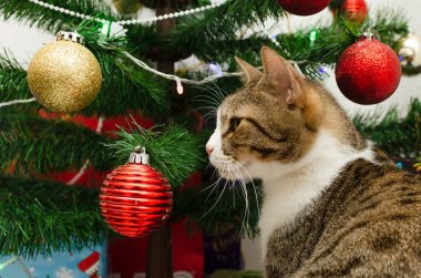Arka planda süslü Noel ağacı olan kedi portresi.