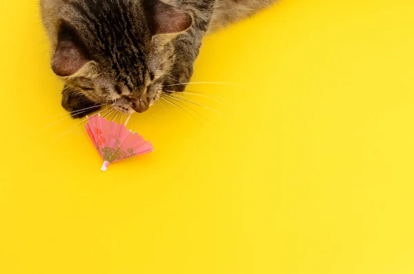 Gatito Jugando Con Paraguas Agitador Sobre Fondo Amarillo Hermoso Gatito —  Fotos de Stock