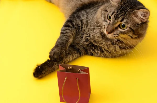 Retrato Gatito Con Bolsa Regalo Gatito Acostado Sobre Una Mesa —  Fotos de Stock