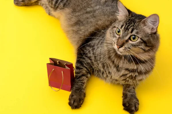 Retrato Gatito Con Bolsa Regalo Gatito Acostado Sobre Una Mesa —  Fotos de Stock