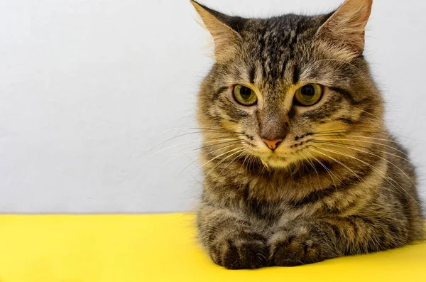 Retrato Hermoso Gatito Acostado Sobre Una Mesa Amarilla Con Fondo —  Fotos de Stock