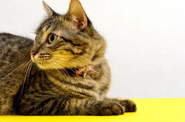 Retrato Hermoso Gatito Acostado Sobre Una Mesa Amarilla Con Fondo —  Fotos de Stock