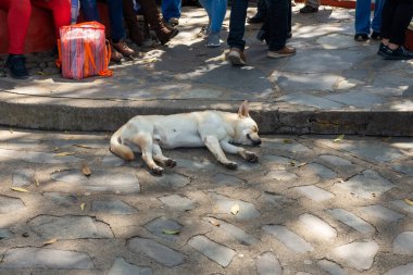 Beyaz, kısa saçlı bir köpek, güneşli bir günde kaldırımlı bir taş zeminde mışıl mışıl uyuyor yayaların ayakları yanından geçerken..