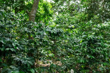 Sağlıklı, yeşil kahve bitkilerinin ve birbirine karışmış ağaçların bulunduğu yoğun bir kahve tarlası..