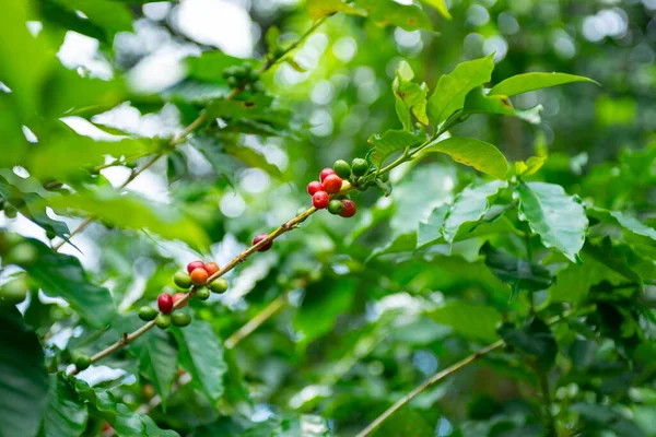 Tarım ortamında yeşil yapraklarla çevrili bir dalda olgunlaşma sürecinde kahve çekirdekleri..