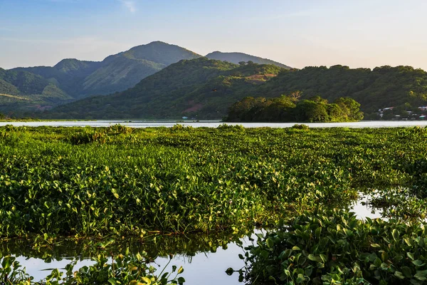 El Salvador 'daki Olomega Gölünün manzarası. Su bitkileriyle çevrili sakin bir göl manzarası