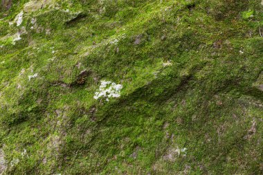 Yosun kaplı taşın pürüzlü, detaylı dokusu ve liken büyümesi.