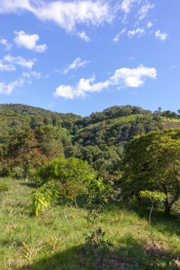 Mavi Gök ve Beyaz Bulutlar 'la yemyeşil tepe manzarası. Peyzaj