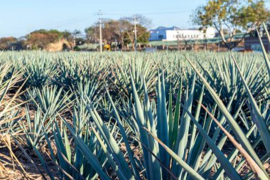 Meksika, Jalisco 'da geniş bir agave tarlası, açık bir gökyüzünün altında dikeni sıralanmış mavi agave bitkileri sergiliyor..