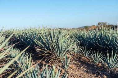 Meksika, Jalisco 'da geniş bir agave tarlası, açık bir gökyüzünün altında dikeni sıralanmış mavi agave bitkileri sergiliyor..