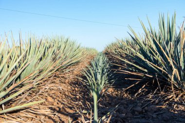 Berrak Gök Manzarası Altında Arid Tarım Alanında Ürünlenmiş Canlı Mavi Agave Bitkileri