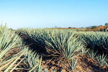 Berrak Gök Manzarası Altında Arid Tarım Alanında Ürünlenmiş Canlı Mavi Agave Bitkileri