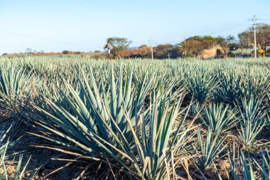 Açık Mavi Gökyüzü Altındaki Agave Bitkilerinin Serin Manzarası