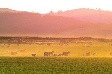 Güney Avustralya 'daki huzurlu bir kırsal bölgede gün batımında çiftliklerine dönen bir koyun sürüsü görülüyor. Altın akşam ışığı ince bir toz tabakasının içinden parlayarak yeşil bahar manzarasının üzerinde yumuşak, rüya gibi bir atmosfer yaratır. Bu güzel