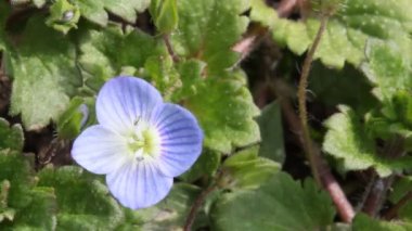 küçük mavi çiçekler yıllık ot Farsça Speedwell (Veronica persica) ile Rüzgar, makro Fotoğraflar titreyerek baharda çiçeklenme. alan, seçici odak sığ derinliği
