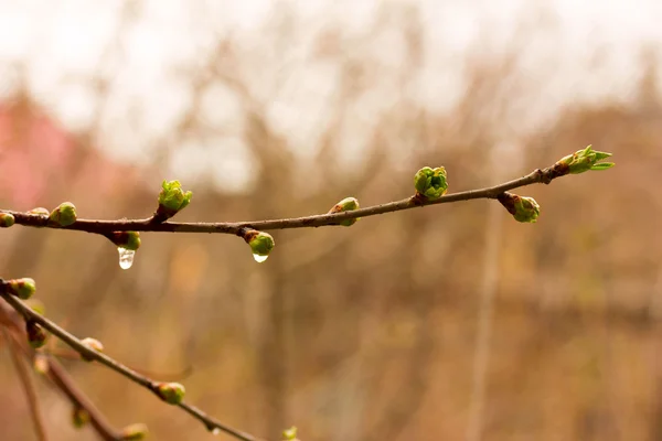 Άνθηση από τους οφθαλμούς των φύλλων πάνω σε ένα κλαδί δέντρου άνοιξη στο βροχερό καιρό — Φωτογραφία Αρχείου