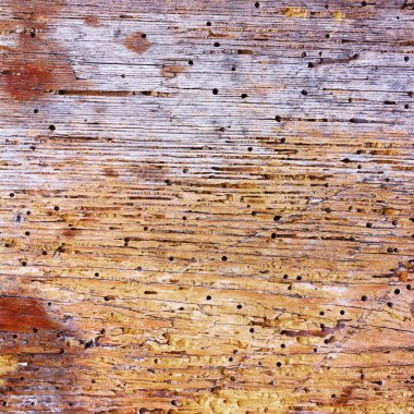 solucan tarafından yemiş eski çürümüş Ahşap dokusu. metin kopyalama yeri olan kare fotoğraf