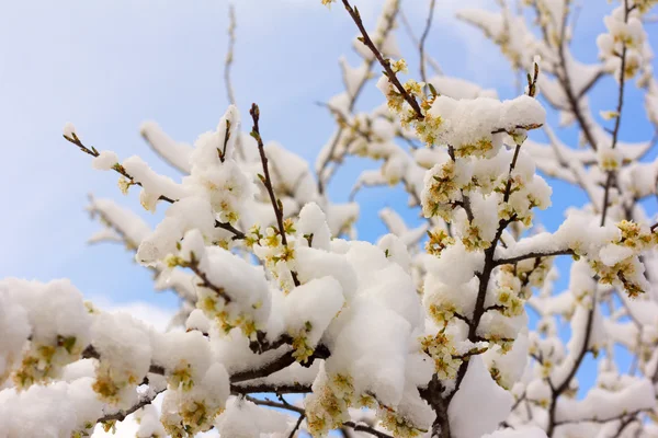 Ramas florecientes de un ciruelo cubierto de nieve. enfoque selectivo, poca profundidad de campo. enfoque suave —  Fotos de Stock