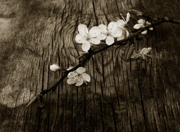 A szilvafa virágzó ága a régi, repedezett fából készült deszka hátterében. Szelektív fókusz. fekete, fehér alakozás — Stock Fotó