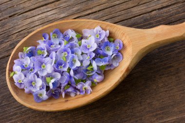 soluk mavi çiçek yaprakları bitkiler Farsça speedwell çatlaklar eski ahşap tahta üzerinde bir tahta kaşık yakın çekim