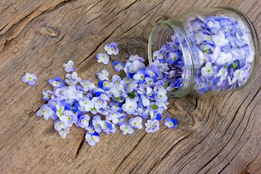 pale blue flower petals rained down from the glass jars on an old wooden board in the cracks. close-up, selective focus clipart