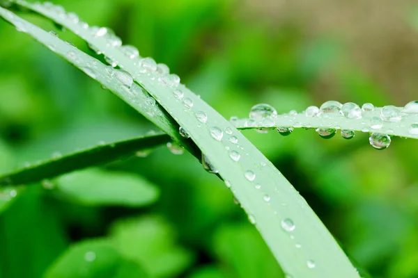 Gotas de água em folhas verdes. foto macro. foco seletivo, profundidade de campo rasa — Fotografia de Stock