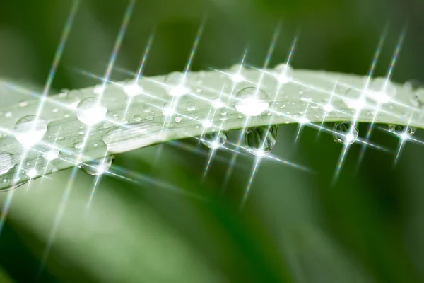 Krople wody z refleksje na temat zielonych liści. Fotografia makro. selektywne focus, płytkiej głębi ostrości — Zdjęcie stockowe