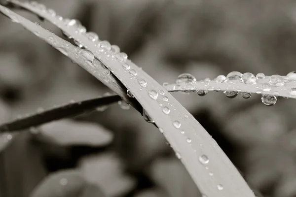 Gotas de água nas folhas, tonificação preto e branco. foto macro. foco seletivo, profundidade de campo rasa — Fotografia de Stock
