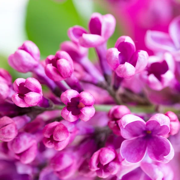 Ветвь лиловых цветов на фиолетовом фоне с капельками воды. мелкая глубина резкости — стоковое фото