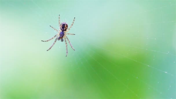 Kleine Spinne auf einem Netz auf grünem Hintergrund. Makrovideo. geringe Schärfentiefe — Stockvideo