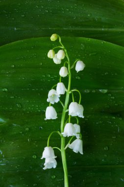 beyaz çiçek Lily vadi yeşil yaprakları bir arka plan üzerinde su damlaları