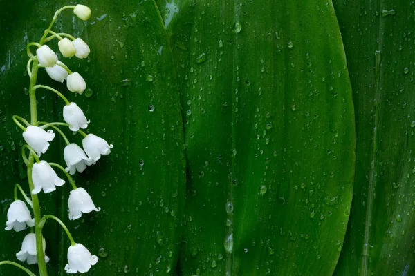Biały kwiat konwalia na tle zielonych liści w krople wody — Zdjęcie stockowe