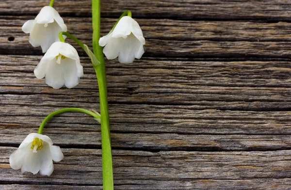 Giglio bianco fiore della valle su uno sfondo di vecchie tavole fienile grigio nelle crepe da vicino. con spazio per la pubblicazione di informazioni — Foto Stock