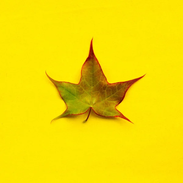 Plockade blad från lönn på gul bakgrund. fyrkantiga Foto — Stockfoto