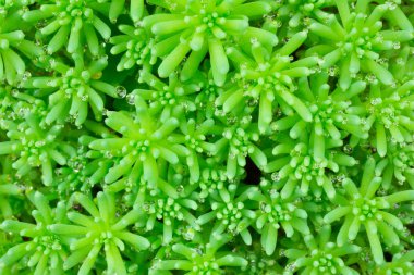 doku arka bahçedeki İspanyolca çiy damlaları içinde bitkiler. yakın çekim, seçici odak, makro fotoğraf