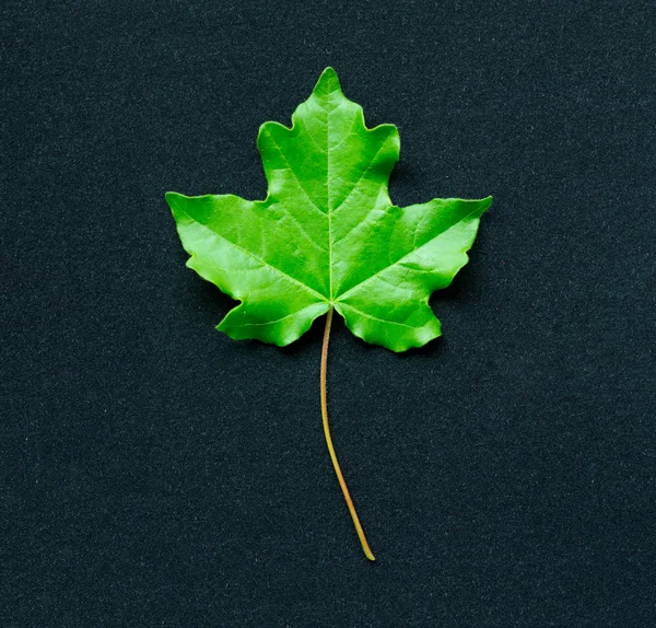 Green leaf of a maple tree on a dove-blue background — Stock Photo, Image