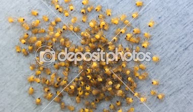 Küçük sarı örümcekler korkmuş çocuklar dağılım farklı yönlere büyük bir kalabalık