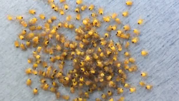 Большая толпа маленьких желтых пауков испуганные дети разбегаются в разные стороны — стоковое видео