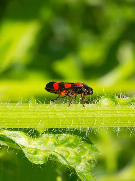 Coléoptère noir avec des taches rouges (Tricephora vulnerata) sur une tige verte — Photo