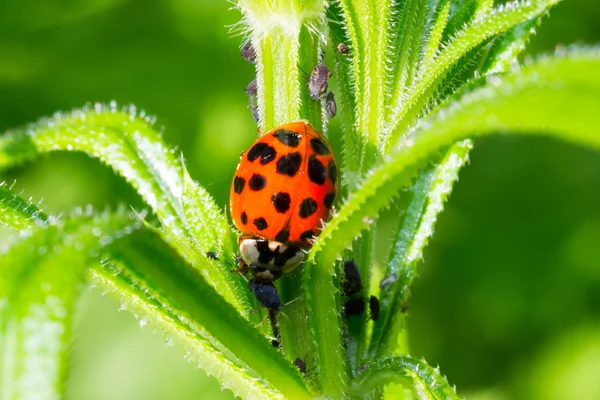 Biedronka chrząszcz zjada mszyce na zielonych roślin — Zdjęcie stockowe