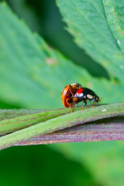 Çift yeşil çim böcekleri ladybirds dostum
