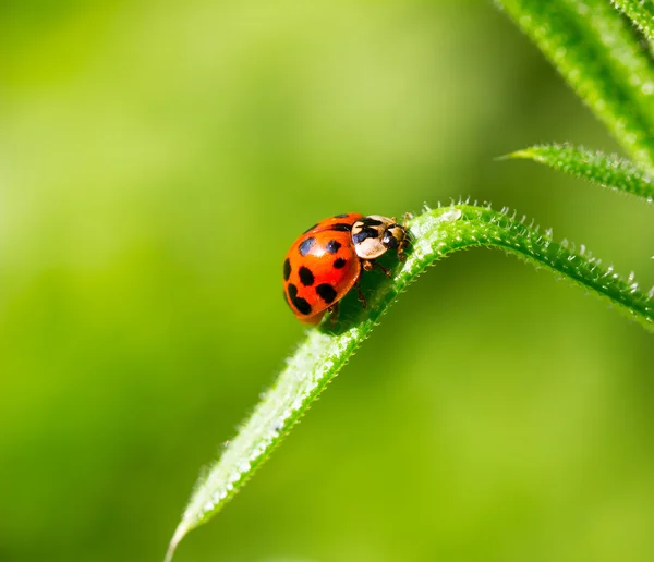 Coccinelle sur un brin d'herbe — Photo