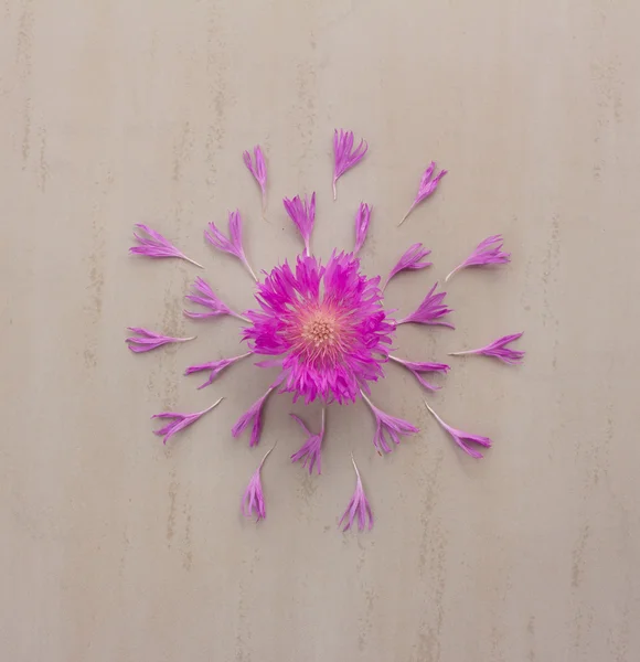 Fleur de bleuet pourpre - pourpre avec des pétales disposés sur fond crème — Photo