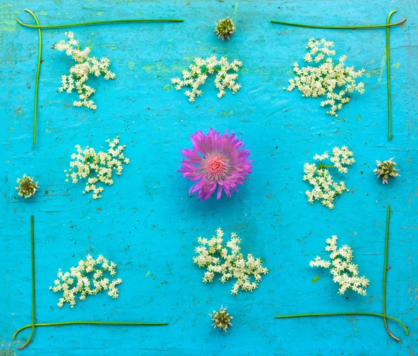 Λουλούδι cornflower λευκά λουλούδια με elderberry και τριφύλλι στο παλιό φόντο μπλε grunge — Φωτογραφία Αρχείου