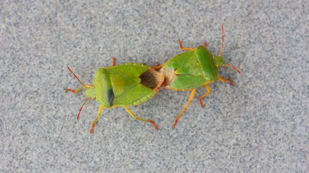 Escarabajos apestan apareamiento de insectos árbol verde (Palomena) sobre fondo gris — Vídeos de Stock