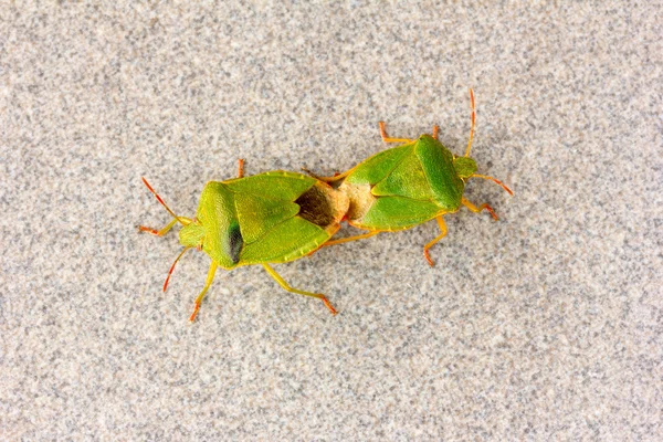 Bogarak büdös bug párzás zöld fa (Palomena), a szürke háttér — Stock Fotó