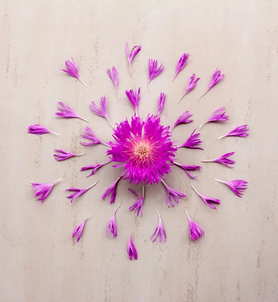 花ヤグルマギク花弁と紫色のクリーム色の背景にレイアウト — ストック写真